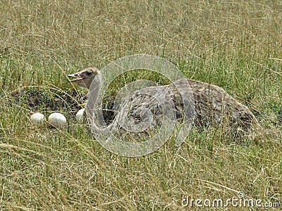 Ostrich male is guardin his nest Stock Photo