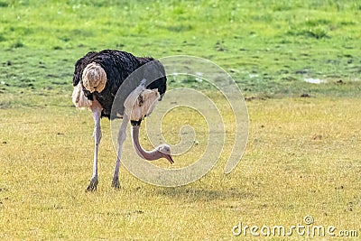 Ostrich, male Stock Photo