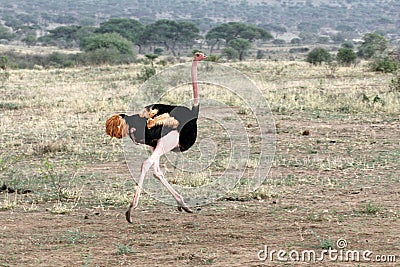 Ostrich Male Running Stock Photo