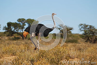 Ostrich male (Struthio camelus) Stock Photo