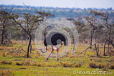 Ostrich, Male, Struthio camelus, Flightless bird, Kenya Stock Photo
