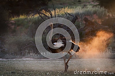 Ostrich male, Struthio camelus,walking in dry savanna. Dust backlighted by last rays of setting sun create nice african wildlife Stock Photo