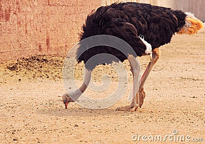 Ostrich pecking Stock Photo