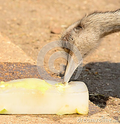 Ostrich pecking a block of ice Stock Photo