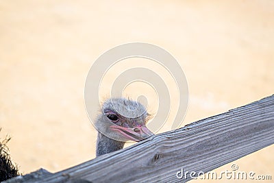 Ostrich pecking fence Stock Photo