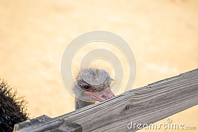 Ostrich pecking fence Stock Photo