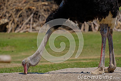 Ostrich pecking food. Stock Photo