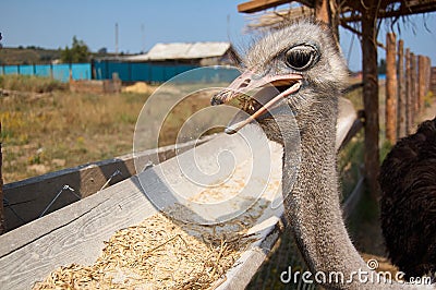 Ostrich pecking grain Stock Photo