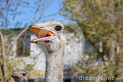 Ostrich portrait close up. Curious emu on farm. Angry ostrich face. Funny hairy emu closeup. Wildlife concept. Birds concept. Stock Photo