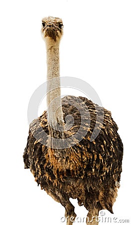 Ostrich Stock Photo