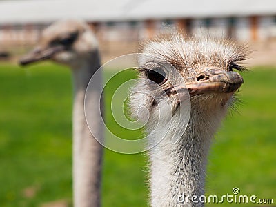 Ostrich portrait Stock Photo