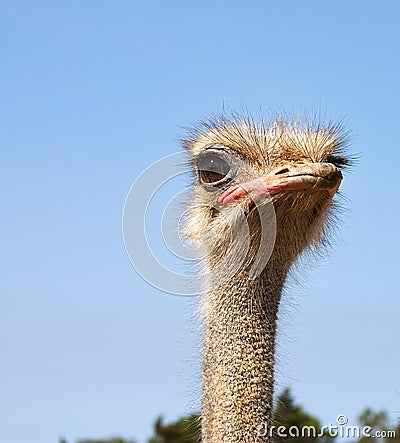 Ostrich portrait - RAW format Stock Photo