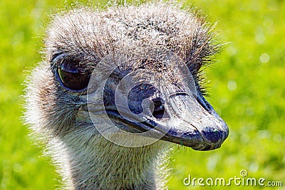 Ostrich in profile. Discovery wildlife Park Innisfail Alberta Canada Stock Photo
