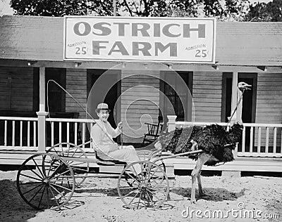 Ostrich pulling man in cart on ostrich farm Stock Photo