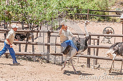 Ostrich riding Editorial Stock Photo