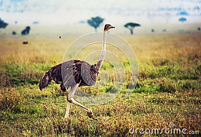 Ostrich on savanna, safari in Tanzania, Africa Stock Photo