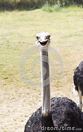 Ostrich silly bird Stock Photo