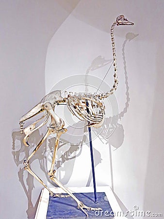 Ostrich skeleton Struthio camelus Editorial Stock Photo