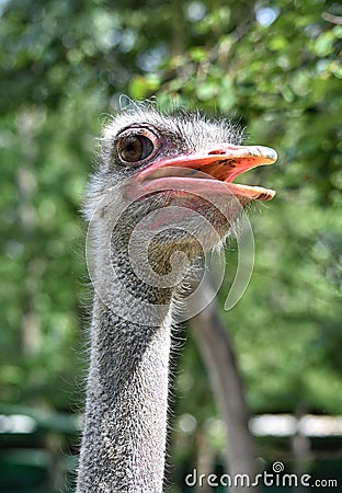 ostrich smile portrait beak cute Stock Photo