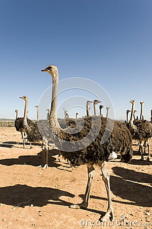 Ostrich of South Africa Stock Photo