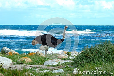 Ostrich (Struthio camelus) Stock Photo