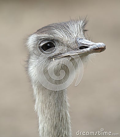 Ostrich Struthio camelus Stock Photo