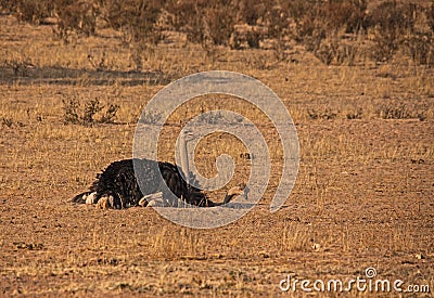 Ostrich Struthio camelus 4269 Stock Photo