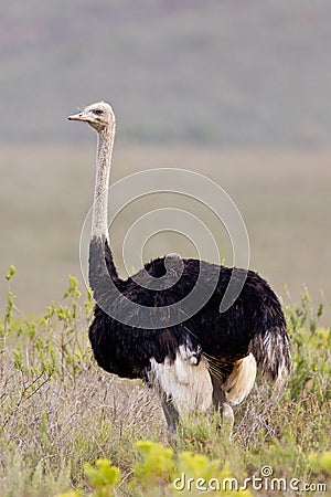 Ostrich (struthio camelus) Stock Photo