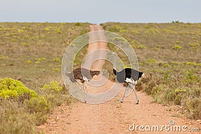 Ostrich (struthio camelus) Stock Photo