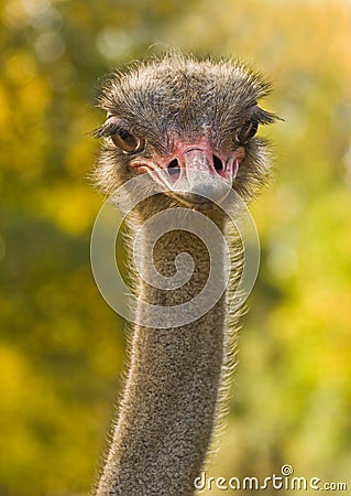 Ostrich or Struthio camelus Stock Photo
