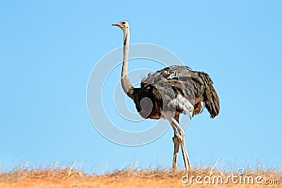 Ostrich on dune against a blue sky Stock Photo