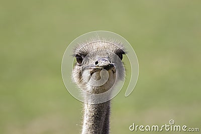 Ostrich Struthio camelus face Stock Photo