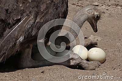 Ostrich (Struthio camelus) inspects its eggs in the nest. Stock Photo