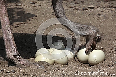 Ostrich (Struthio camelus) inspects its eggs in the nest. Stock Photo