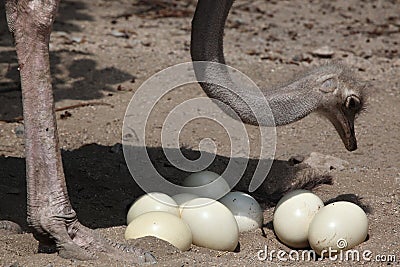 Ostrich (Struthio camelus) inspects its eggs in the nest. Stock Photo