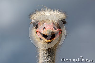 Ostrich (Struthio camelus). Stock Photo