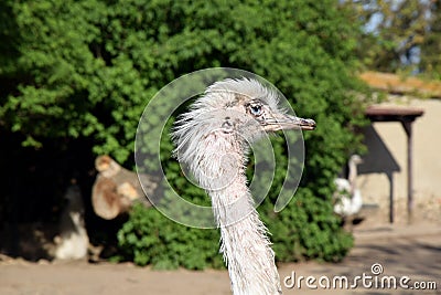 Ostrich Struthio Camelus Head Closeup Stock Photo Stock Photo