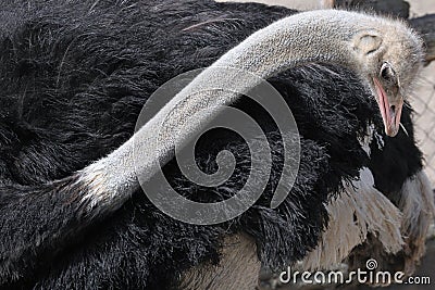 Ostrich (Struthio camelus). Stock Photo