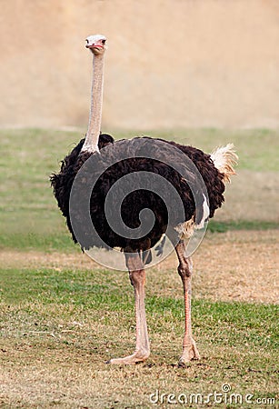 Big ostrich Stock Photo