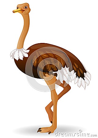 Ostrich Vector Illustration