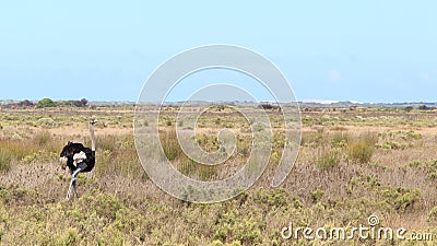 Ostrich in the veld Stock Photo