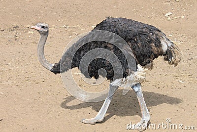 Ostrich Stock Photo