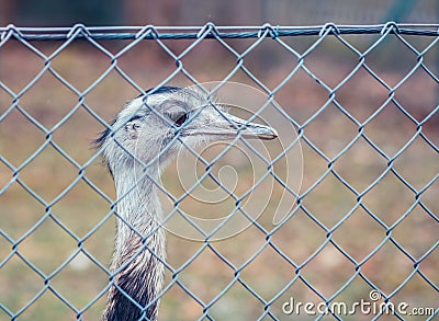 Ostrich watching Stock Photo