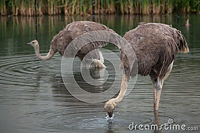 Ostrich (Struthio camelus). Stock Photo