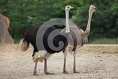 Ostrich (Struthio camelus). Stock Photo