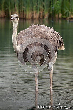 Ostrich (Struthio camelus). Stock Photo