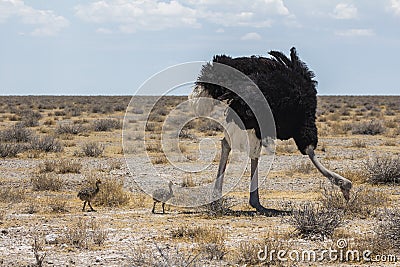 Ostrich with youngs in Etosha Park, Namibia Stock Photo