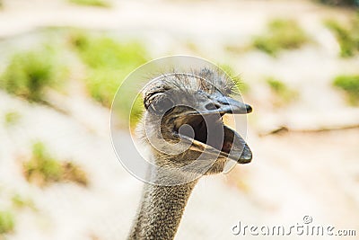 Ostrich in the zoo Stock Photo