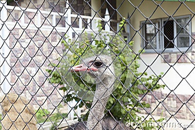 Ostrich in the zoo Stock Photo