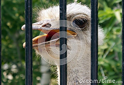 ostrich in the zoo Stock Photo